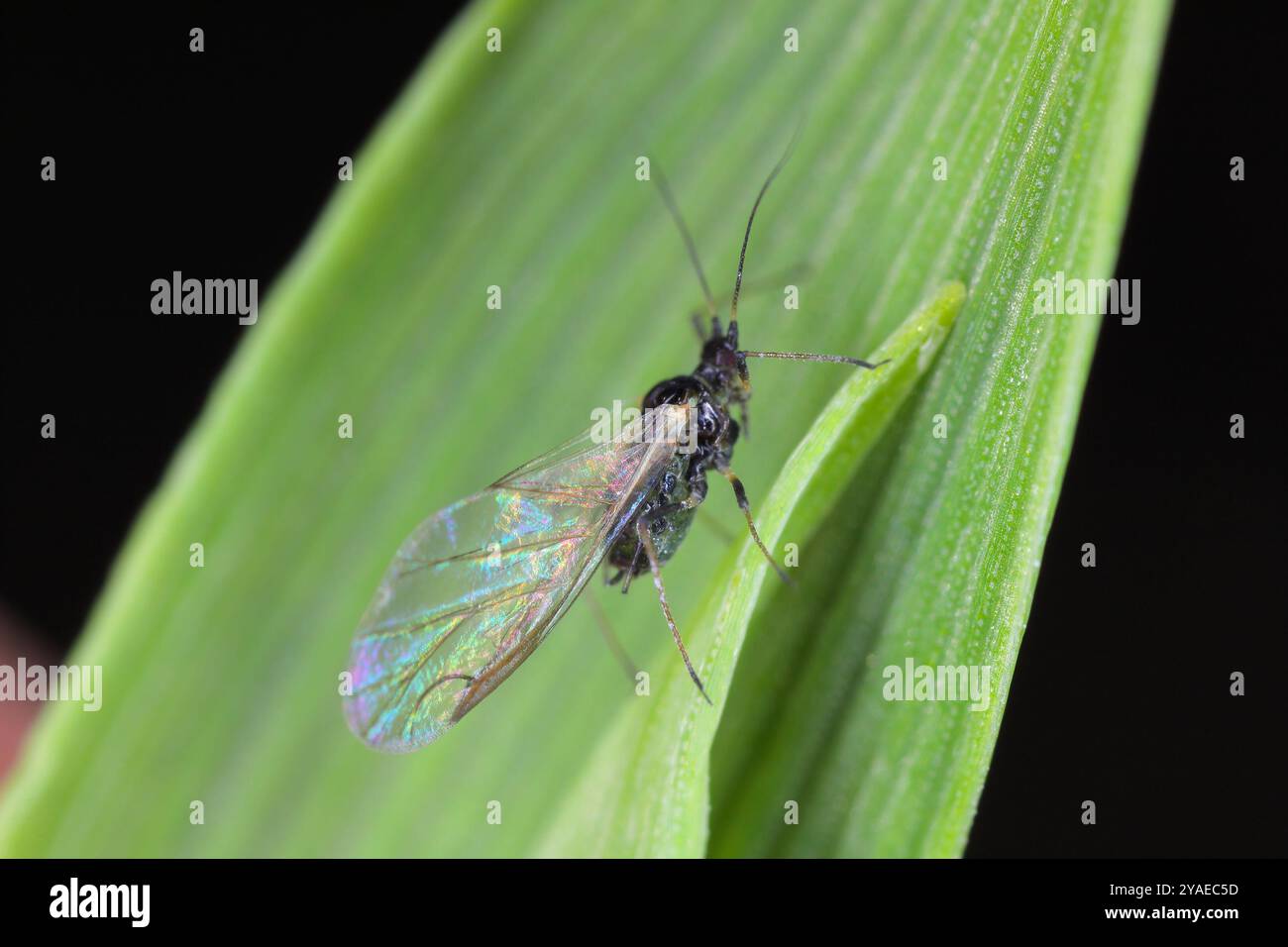 Bird cherry-oat aphid, Rhopalosiphum padi. Winged female on a winter ...