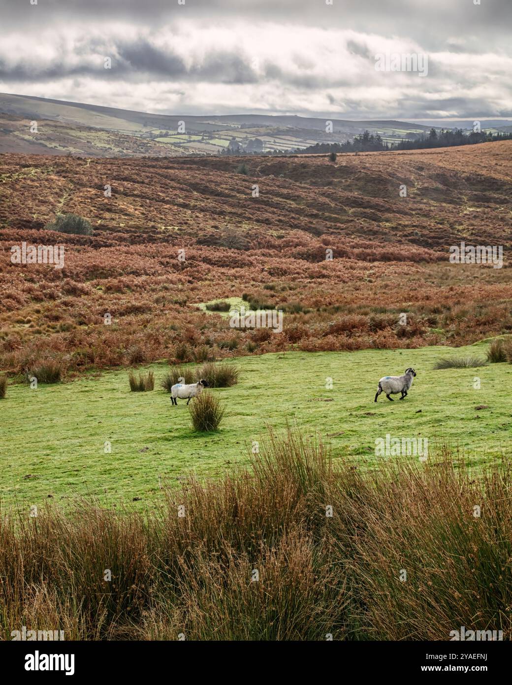 dartmoor-walks-hi-res-stock-photography-and-images-alamy