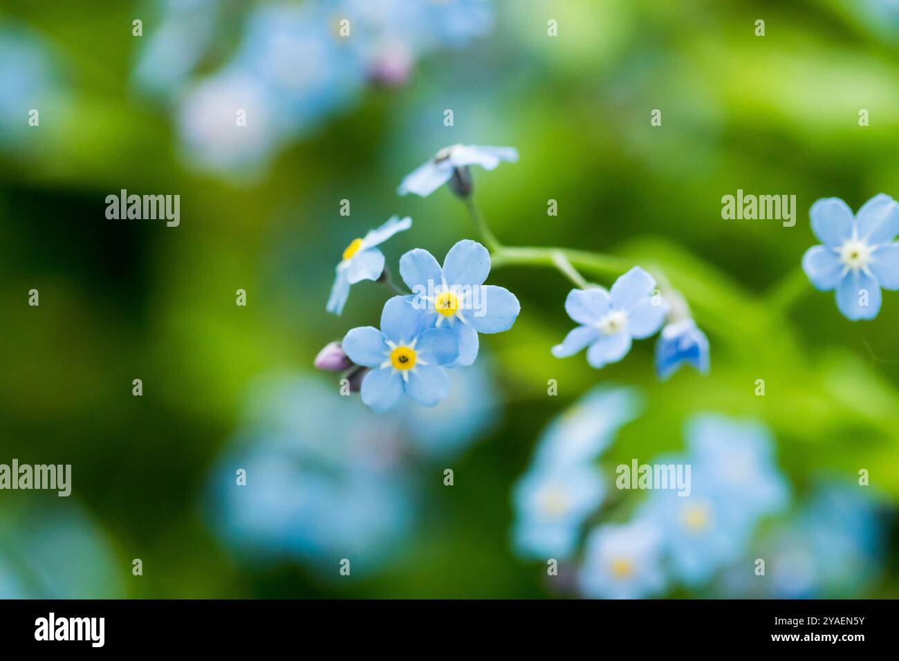 Forget-me-nots wildflowers, tiny blue flowers close-up. Stock Photo