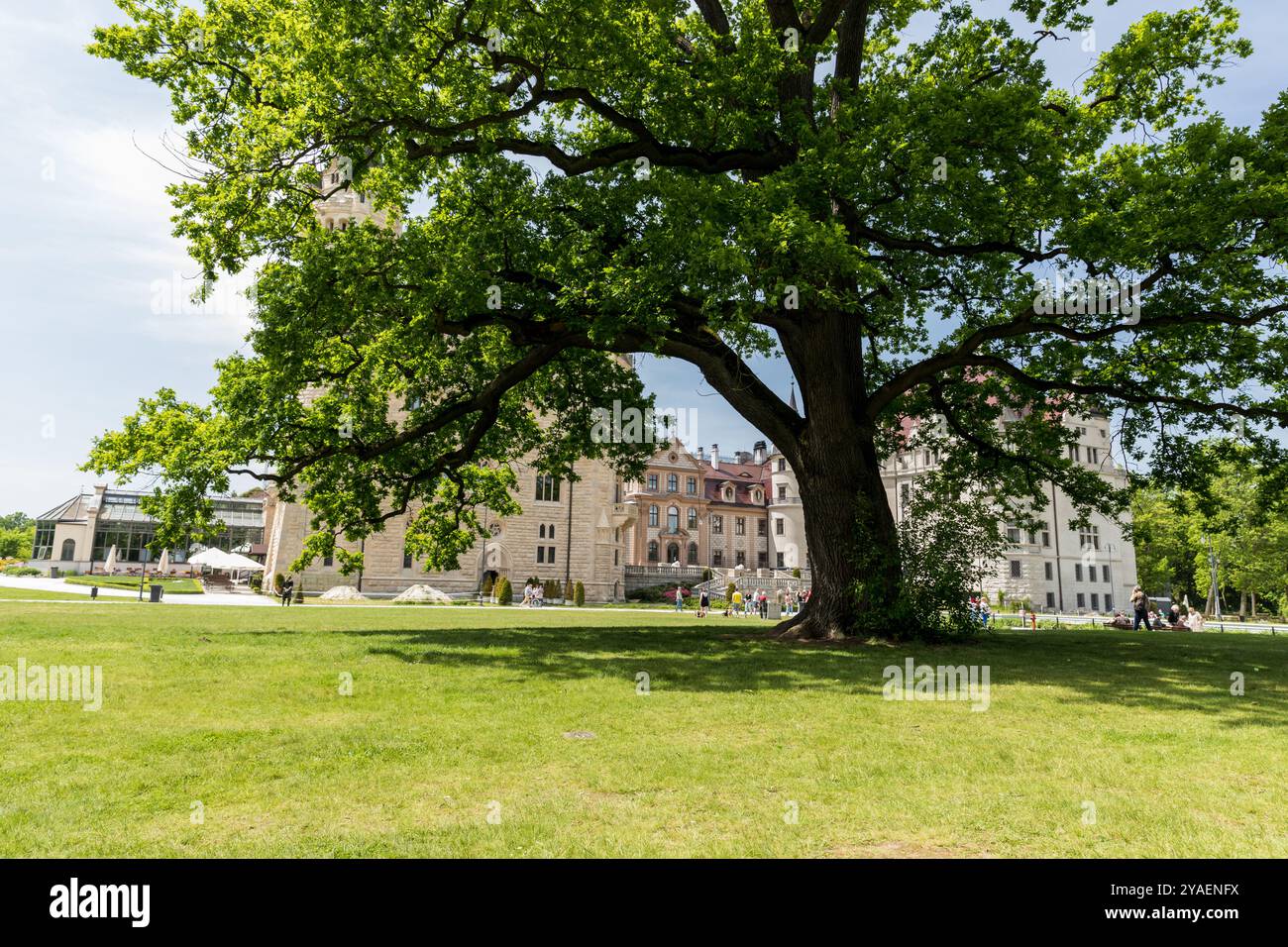 Huge oak tree in hi-res stock photography and images - Alamy