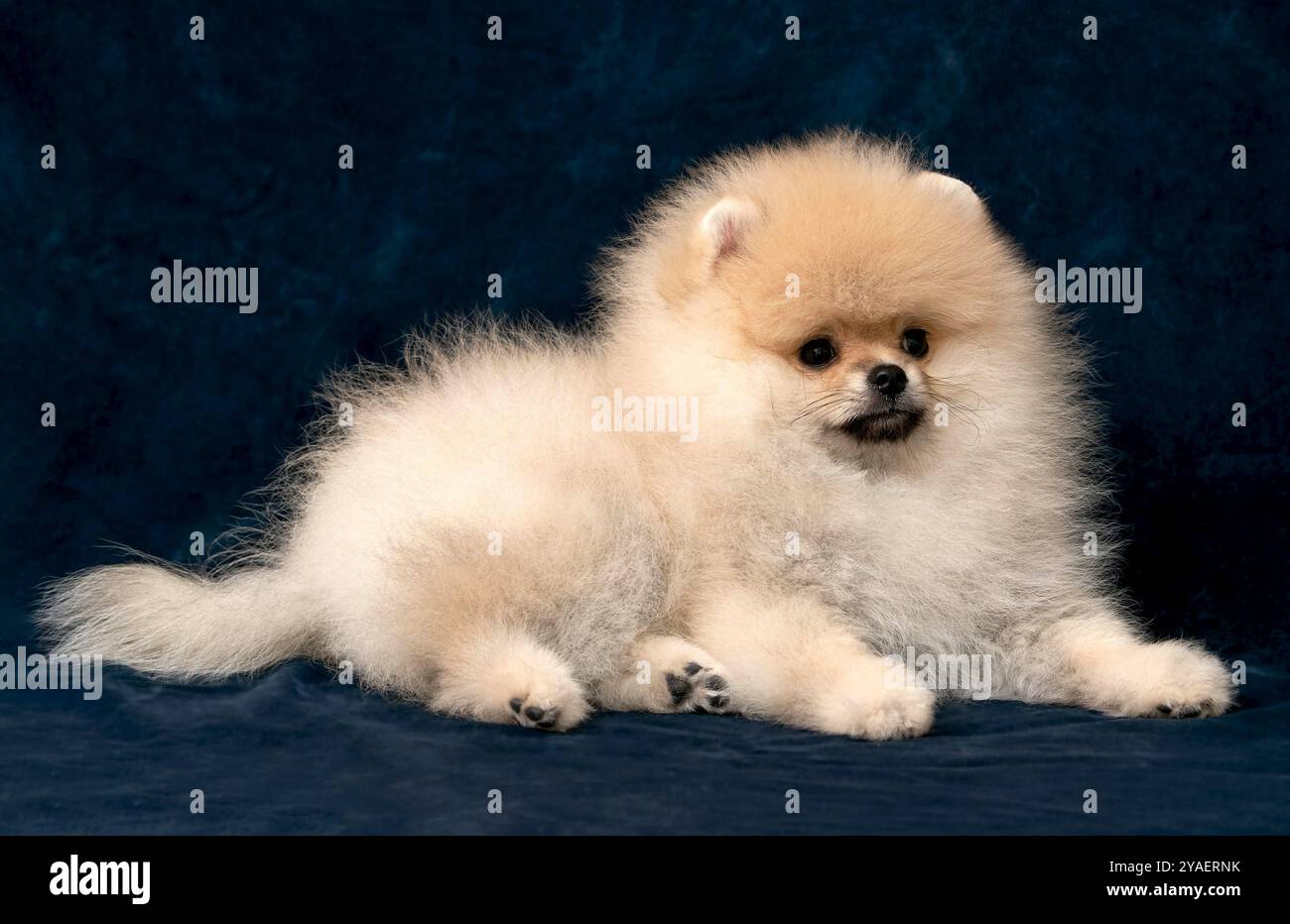 Fluffy cream beige pomeranian spitz hi-res stock photography and images ...