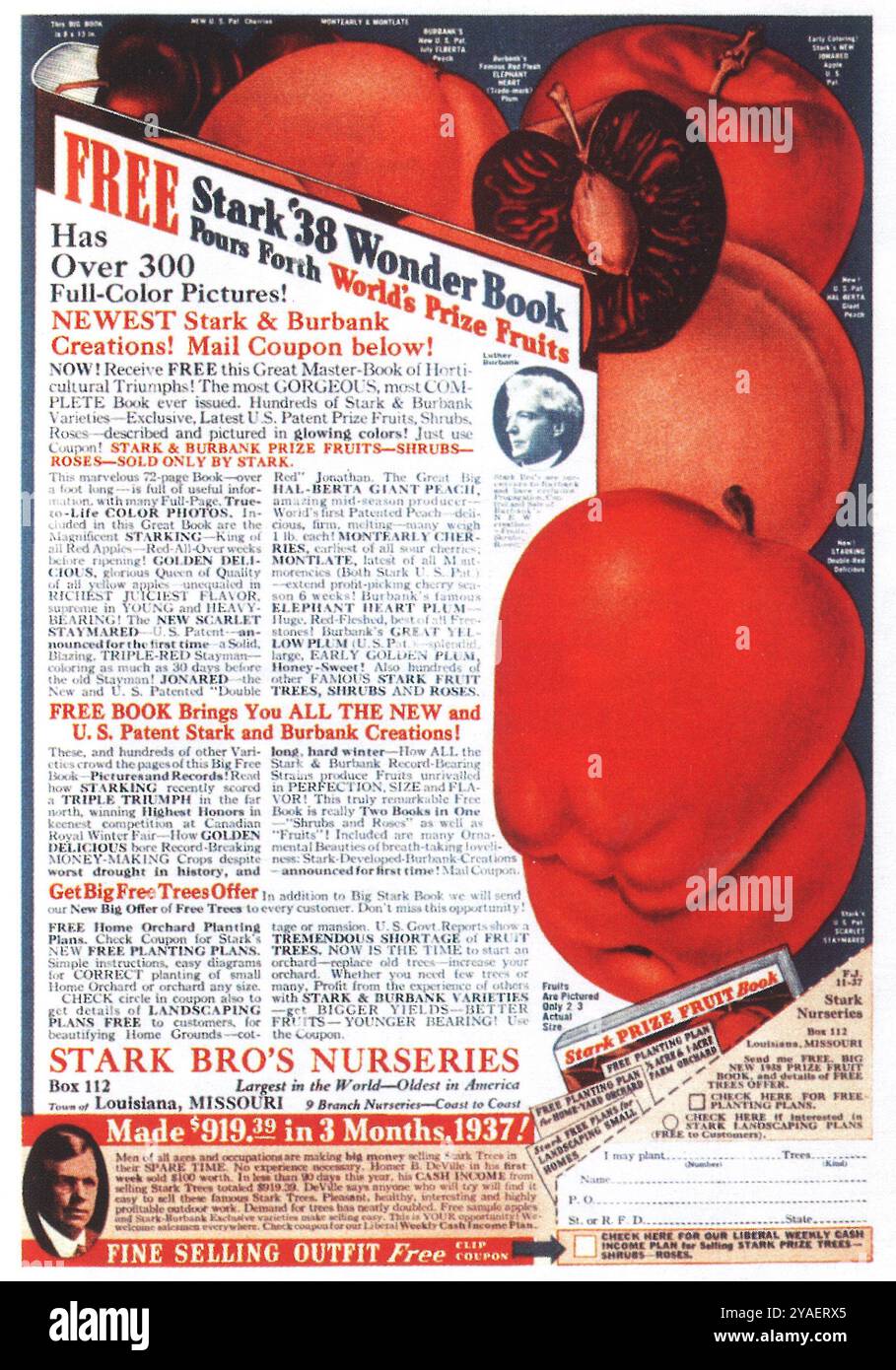 1937 Stark Bro's Nurseries Ad Stock Photo
