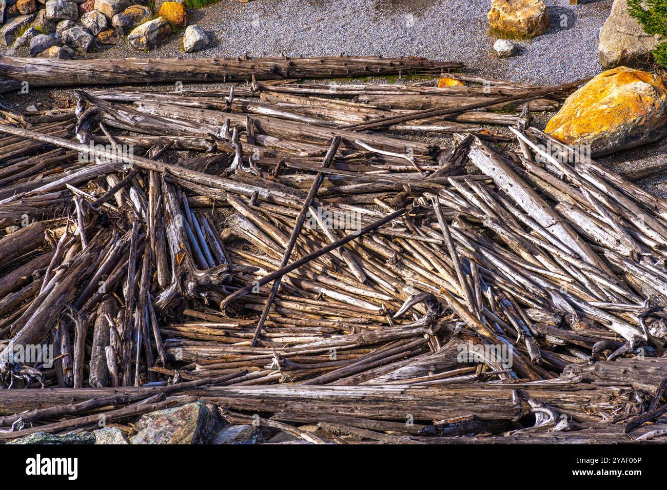 Tree trunks and branches washed ashore after a storm Stock Photo