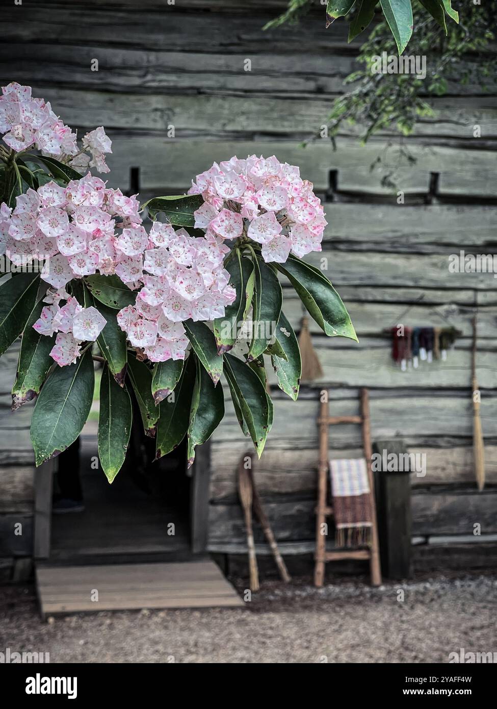 Rhododendron Blooms at Matthews Cabin at Mabry Mill, Blue Ridge Parkway, Virginia, USA - Smartphone Captured Stock Image