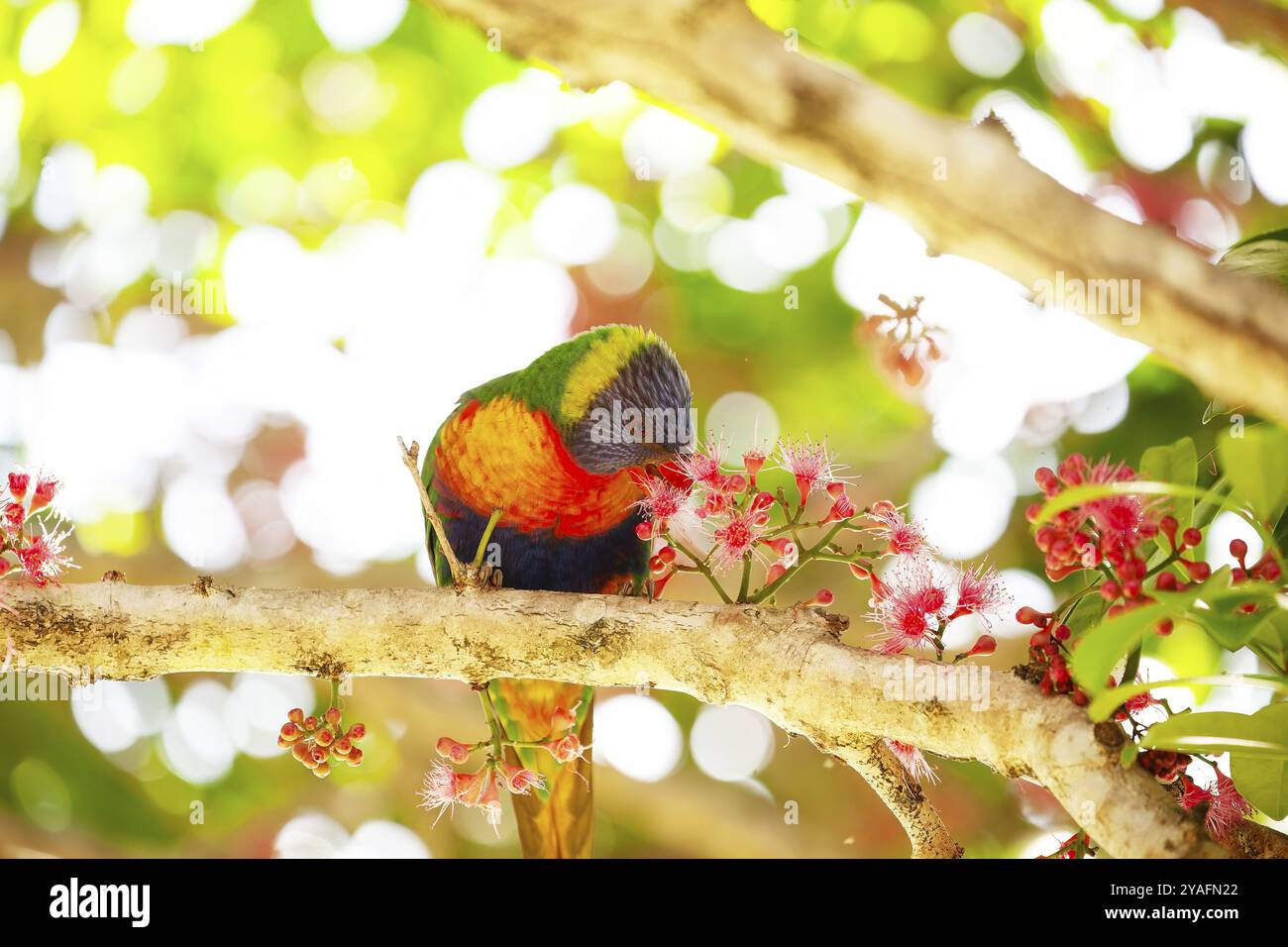 Rainbow lorikeet eating flowers of a sub-tropical rainforest tree ...