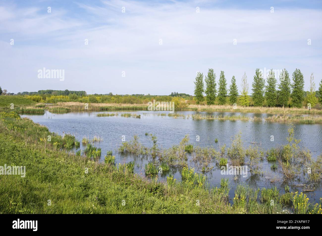 Ponds of wetlands at the Vlassenbroek Polder, a natural fluid zone of the River Scheldt, Baasrode, Flanders, Belgium, Europe Stock Photo