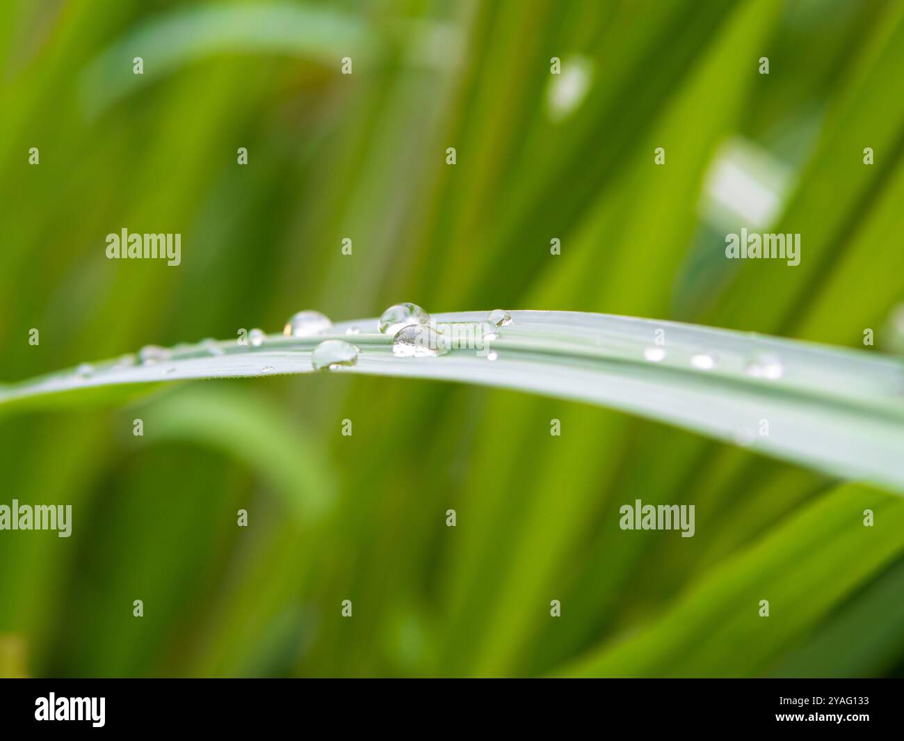 Raindrops on green long leaves Stock Photo