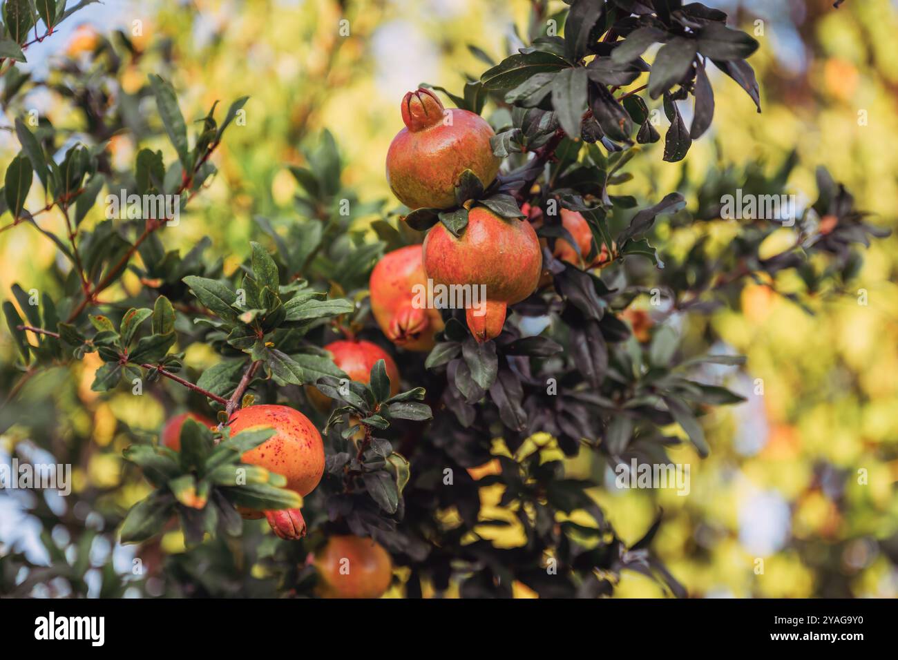 Unripe pomegranate fruit in organic orchard, selective focus Stock Photo