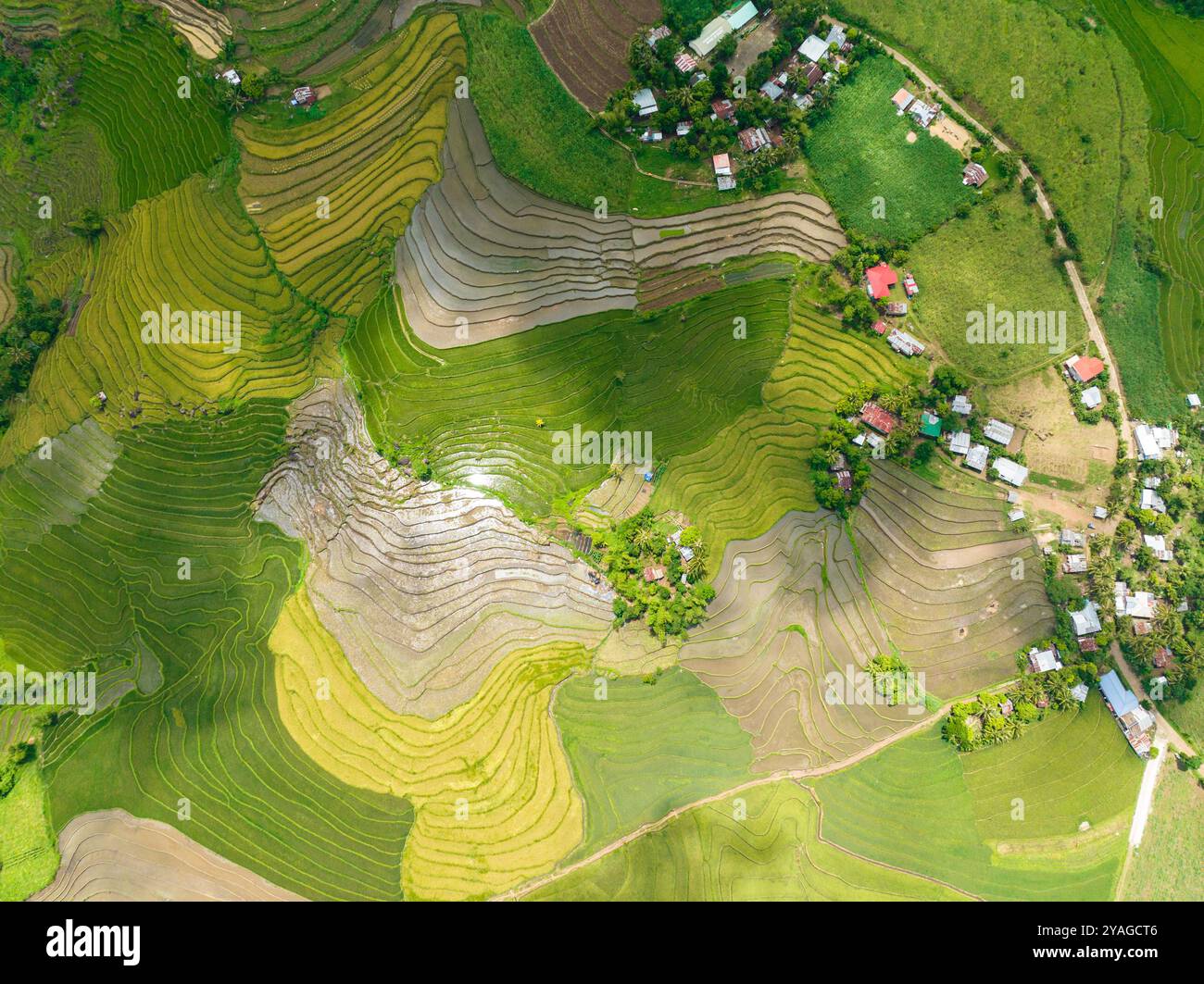 Farmland with rice terraces in the countryside. Negros, Philippines ...
