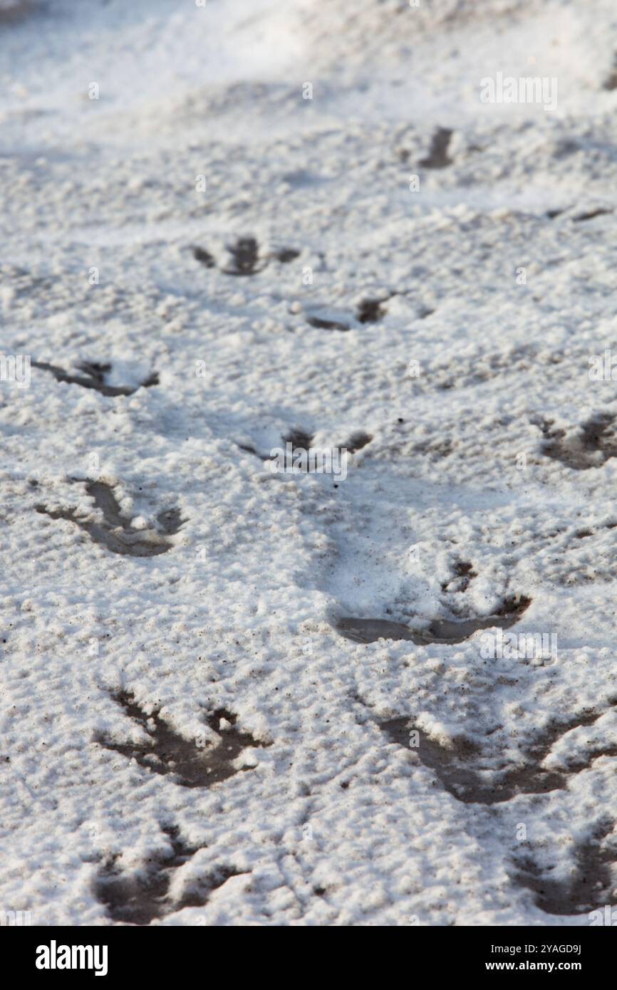 Penguin footprints in the snow in Ross Island, Antarctica Stock Photo