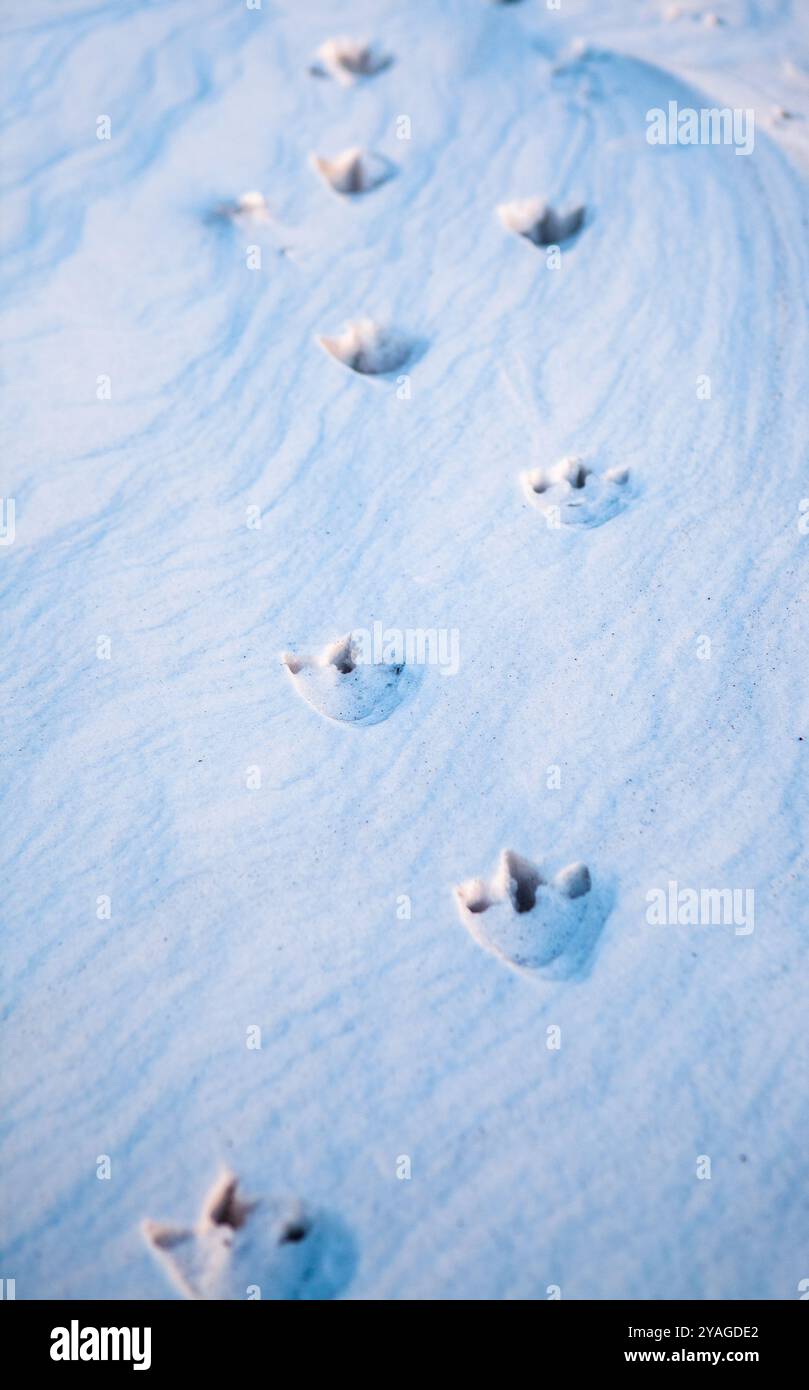 Penguin footprints in the snow in Ross Island, Antarctica Stock Photo