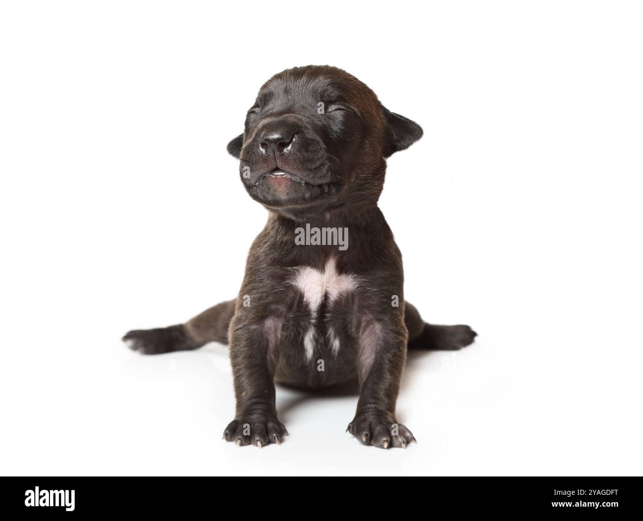 Ten days old black American Pit Bull Terrier puppy sitting isolated on a white background Stock Photo