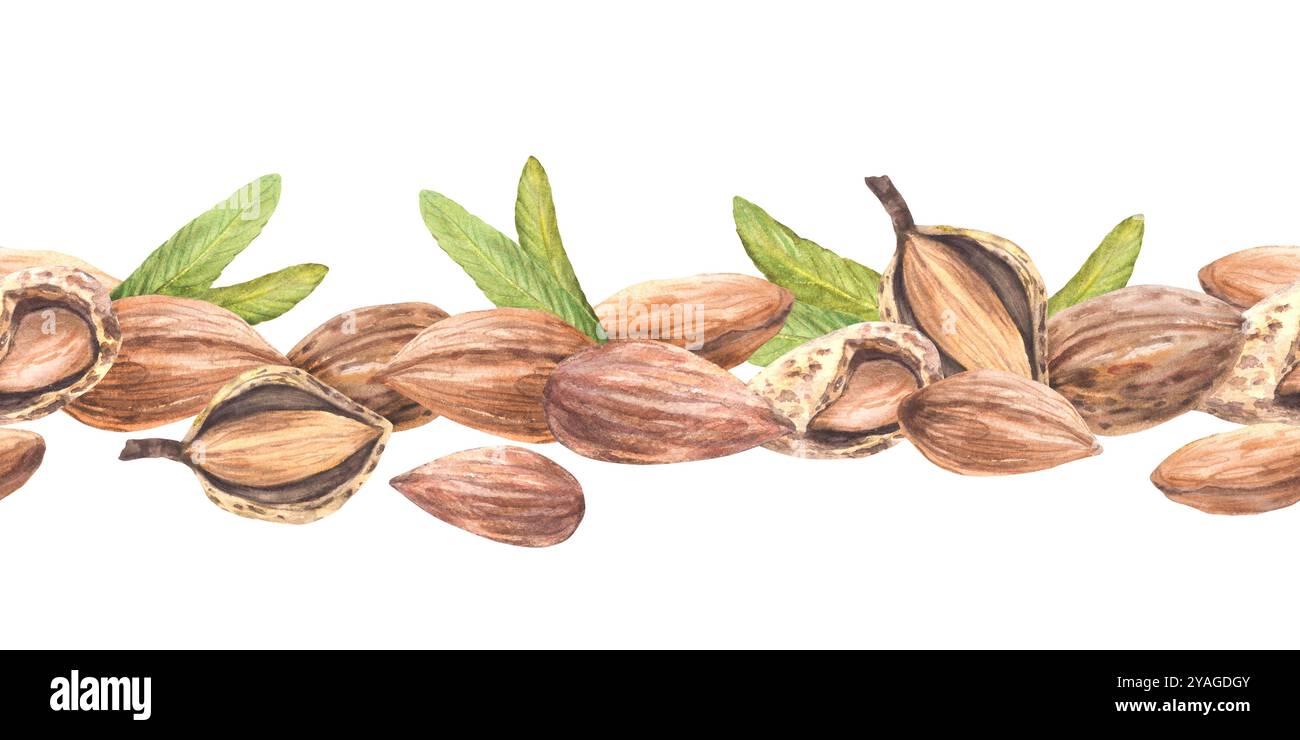 Almond nuts, peeled and in the nutshell with leaves seamless border ...