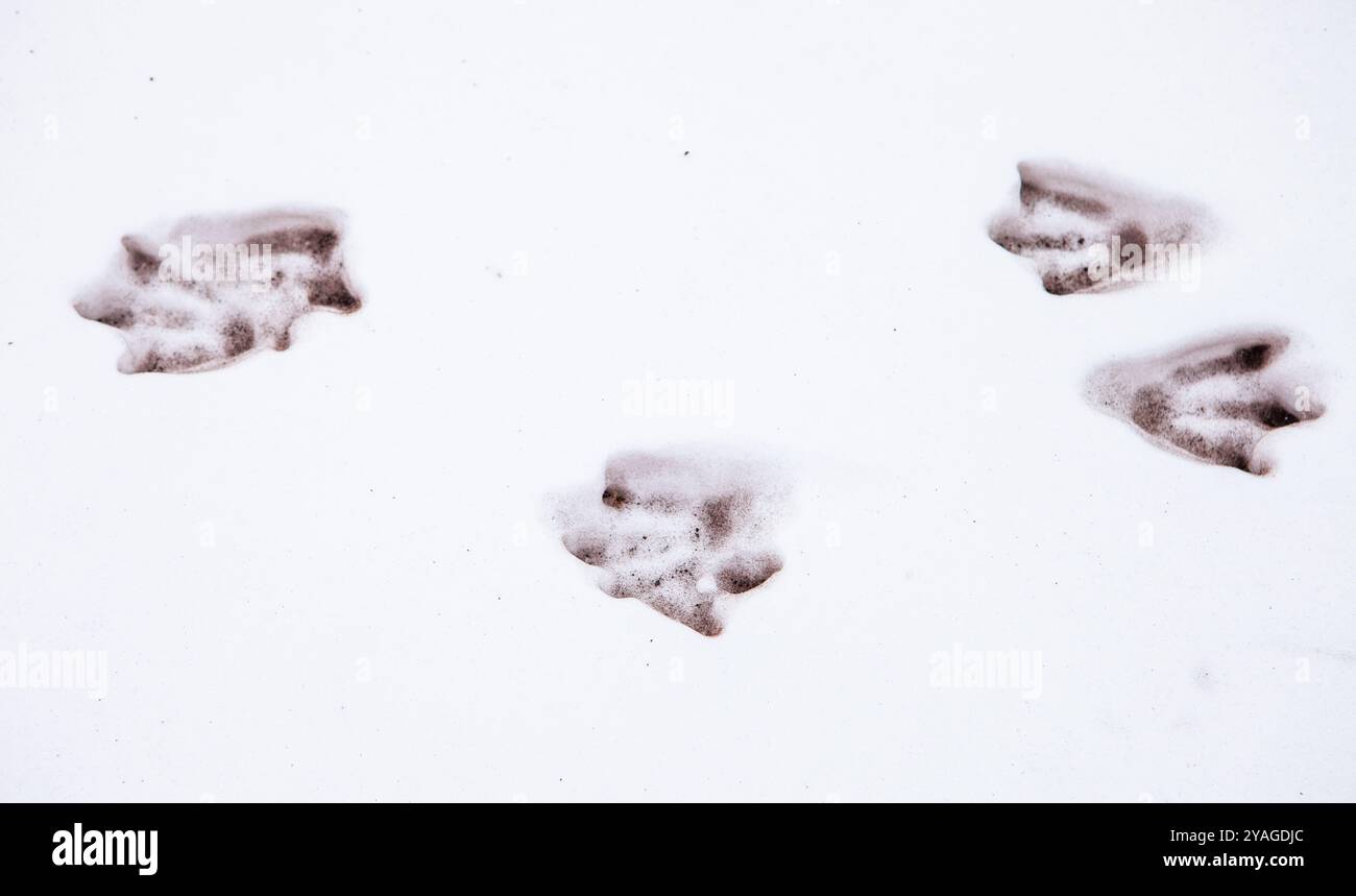 Penguin footprints in the snow in Ross Island, Antarctica Stock Photo