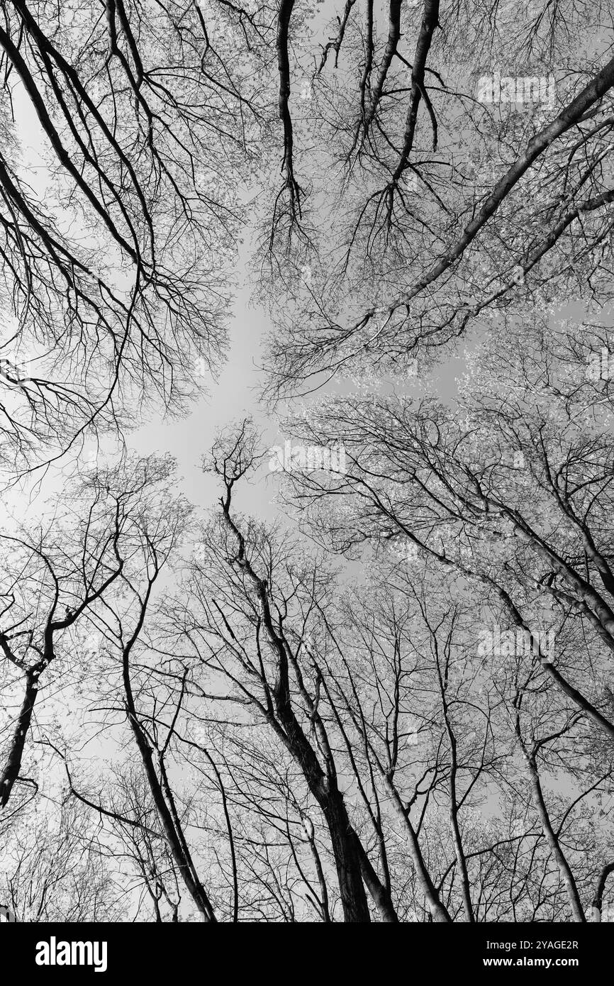 Spring Forest Treetops Woodland treetops Black and White Stock Photos & Images - Alamy