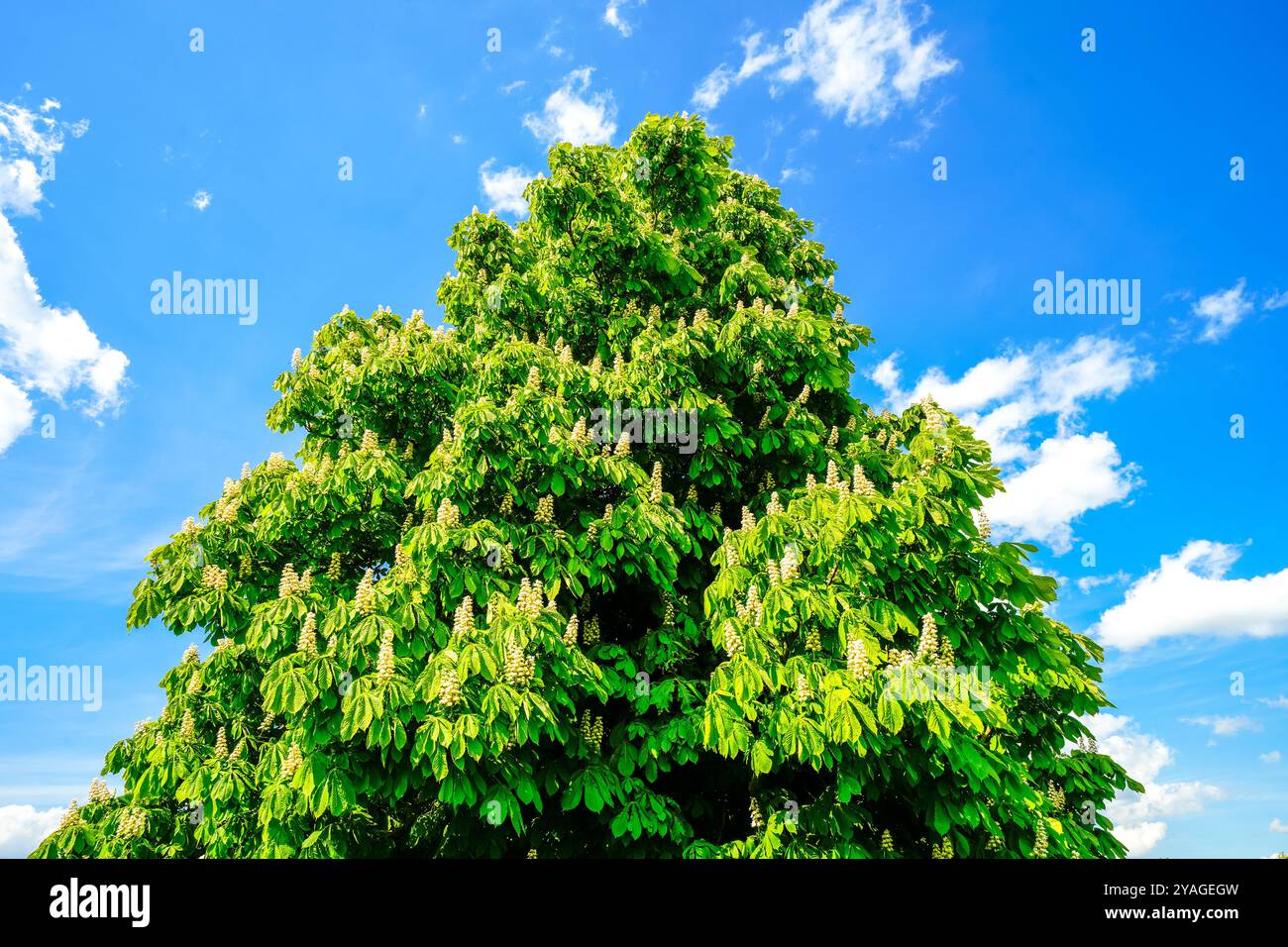 Chestnut tree bloom hi-res stock photography and images - Alamy