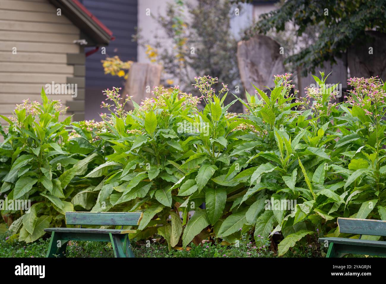 where does tobacco come from originally The Tobacco Plant Explained | JR Blending Room | Blending Room