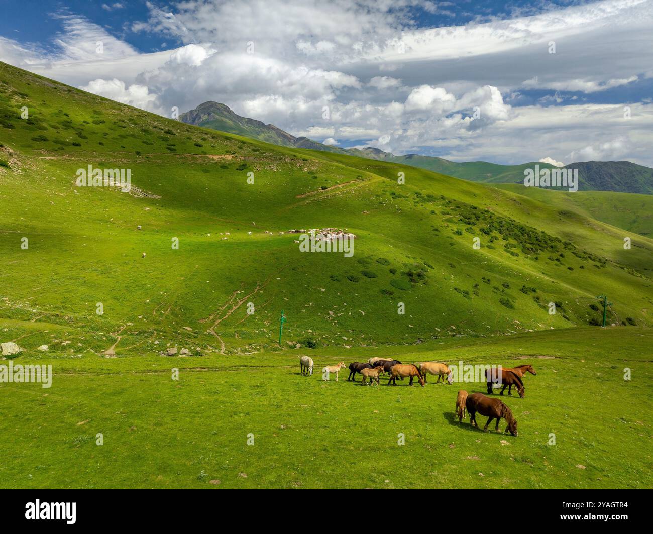Prado de animales hi-res stock photography and images - Alamy