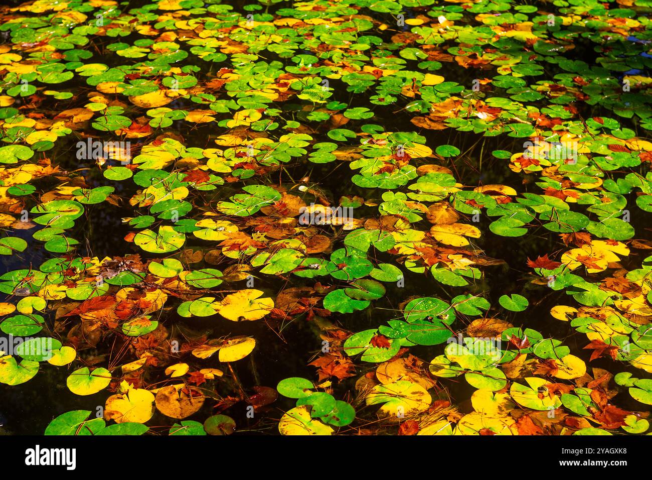 Abundance of water lilies hi-res stock photography and images - Alamy