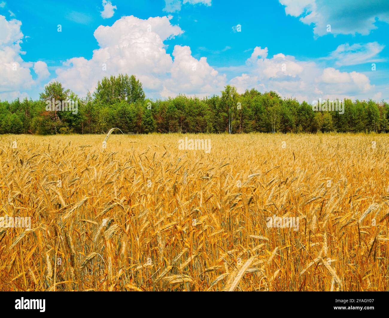 A stunning scene of a Golden Wheat Field basking under a Bright Blue Sky filled with Fluffy White Clouds Stock Photo