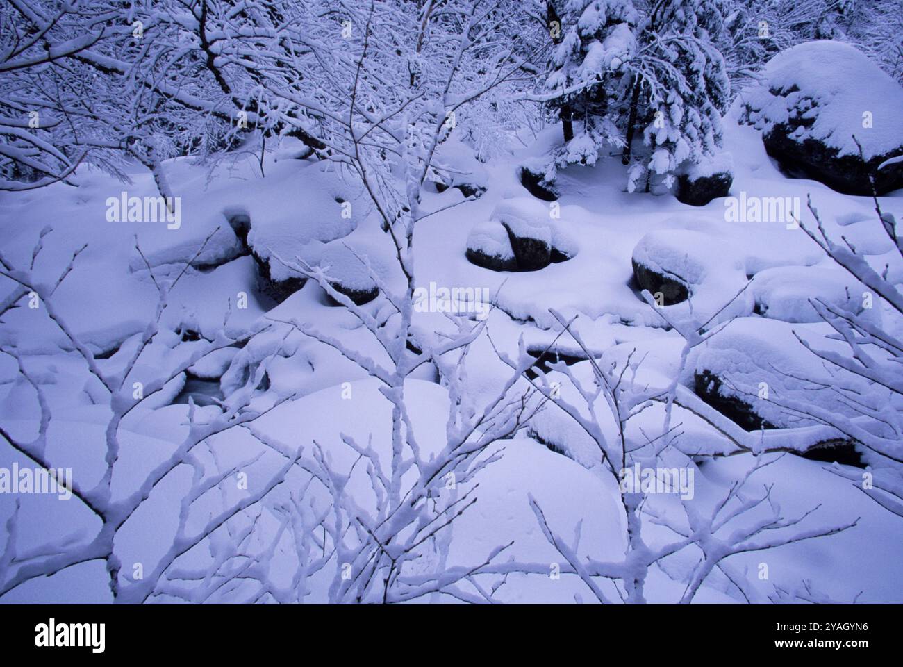 Snow Covered Ground Stock Photo