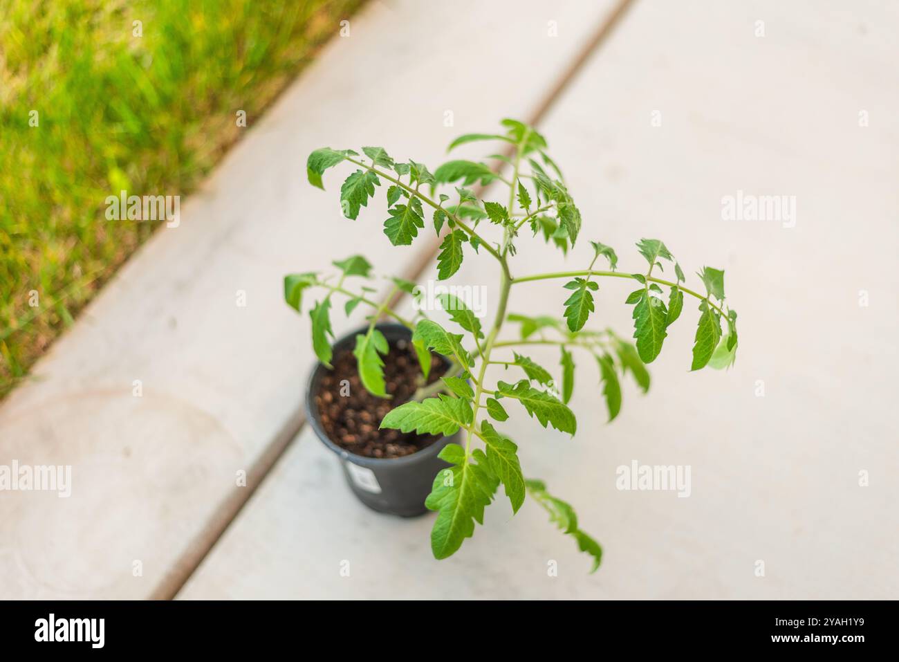Young tomatoes in seedling hi-res stock photography and images - Alamy