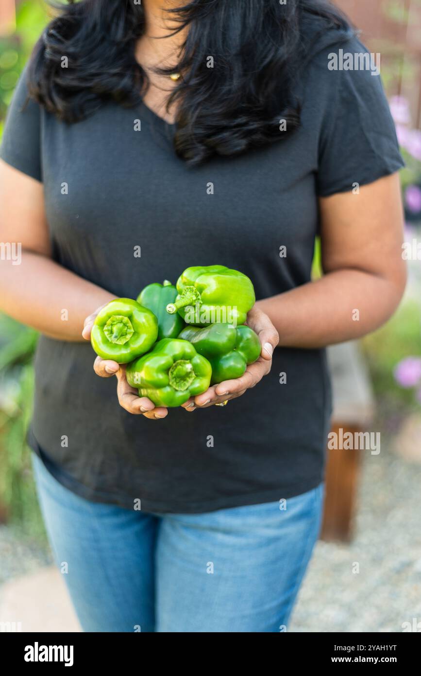 Bell peppers harvest hi-res stock photography and images - Alamy