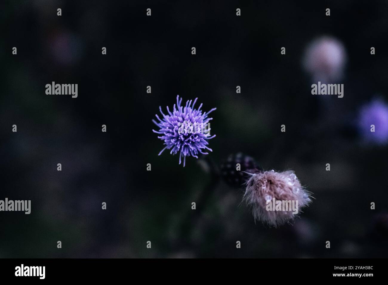 blue single flower on a dark background Stock Photo
