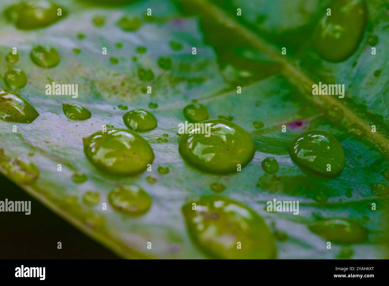 Close-up of Water Droplets on a Green Leaf Stock Photo - Alamy