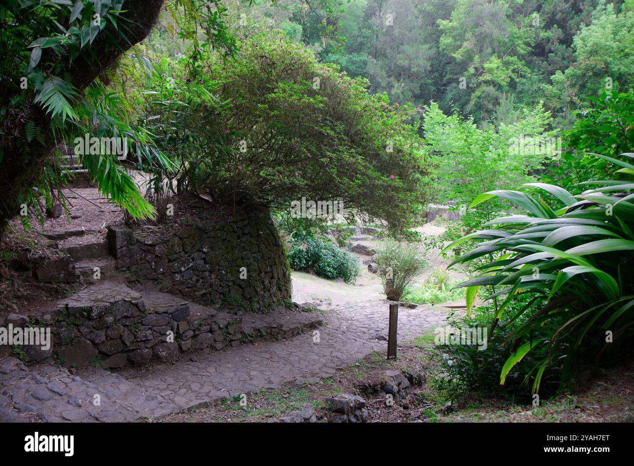 Peaceful Forest Pathway with Lush Green Foliage and Stone Steps Stock ...