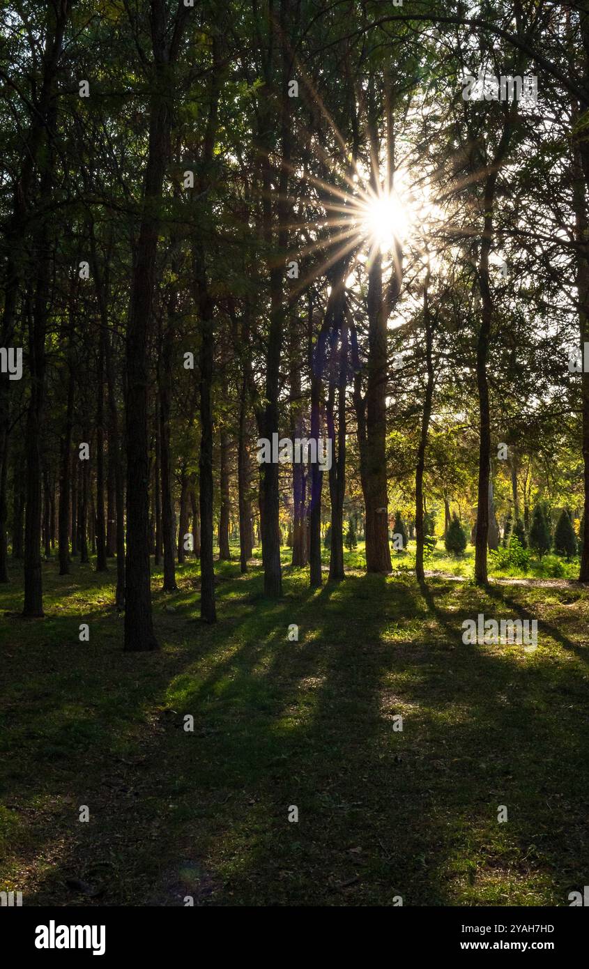 The sun with rays radiating from it in the form of a star on the background of a forest clearing with tall coniferous trees in autumn, vertical photo. Stock Photo