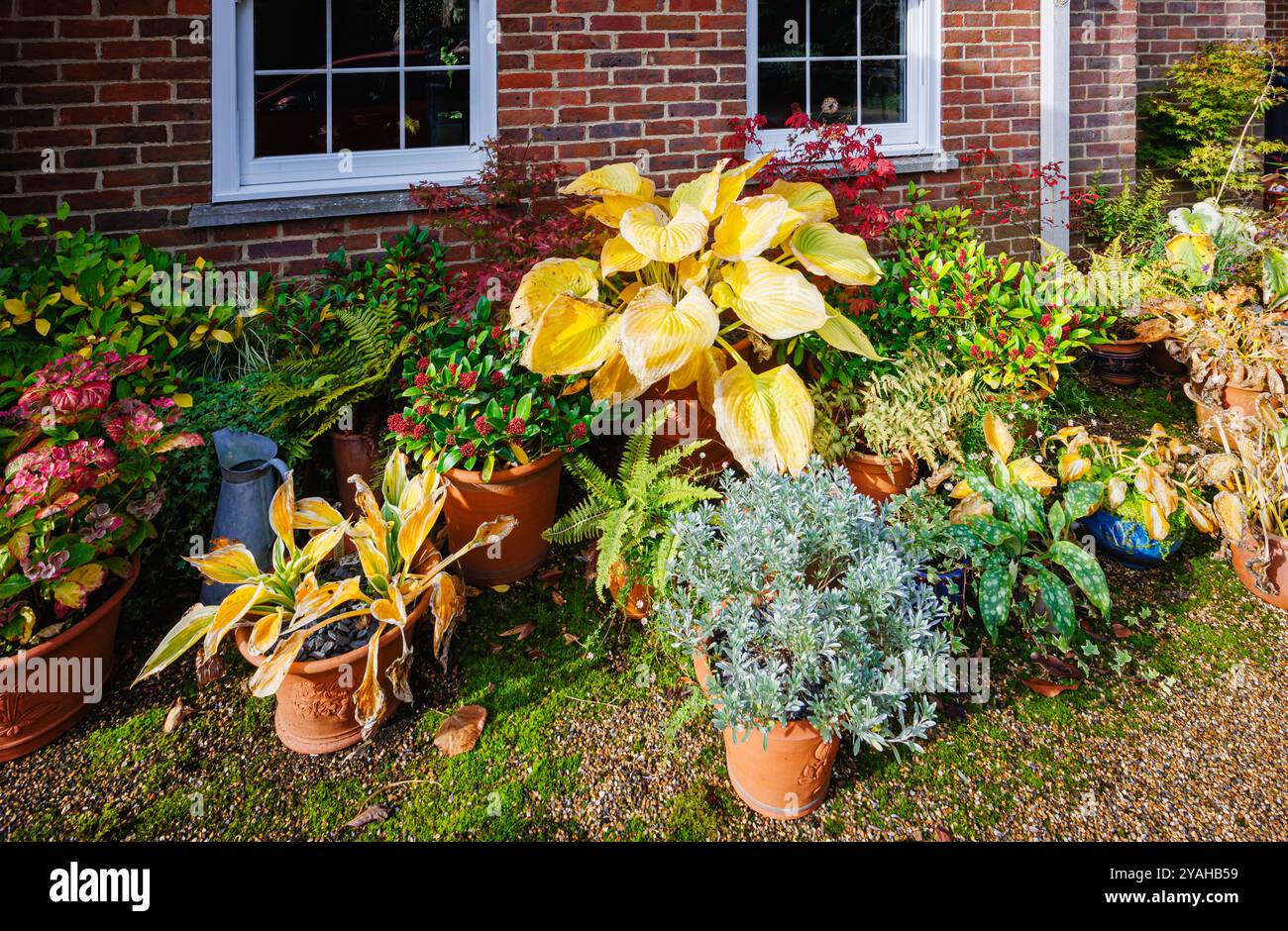 Large golden yellow leaves of hosta 'Sum and Substance' dying back amongst mixed flowerpots in a garden in autumn, Surrey, south-east England Stock Photo