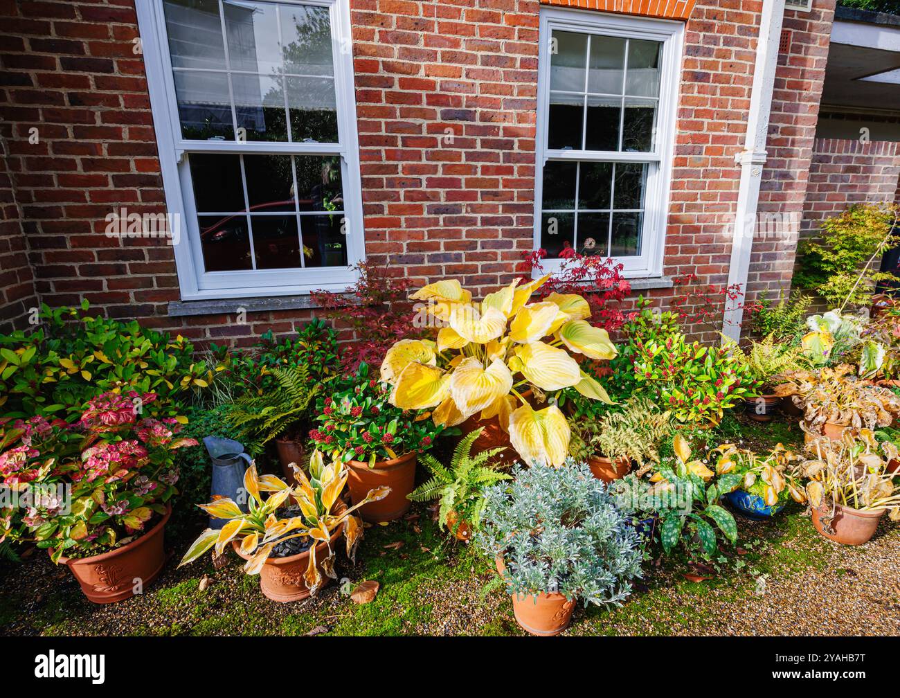 Large golden yellow leaves of hosta 'Sum and Substance' dying back amongst mixed flowerpots in a garden in autumn, Surrey, south-east England Stock Photo