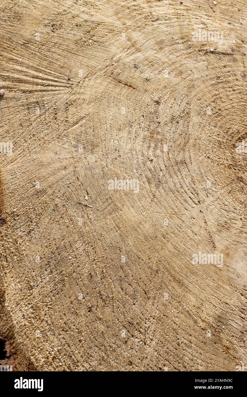 A detailed closeup photograph of a tree stump that clearly shows the ...