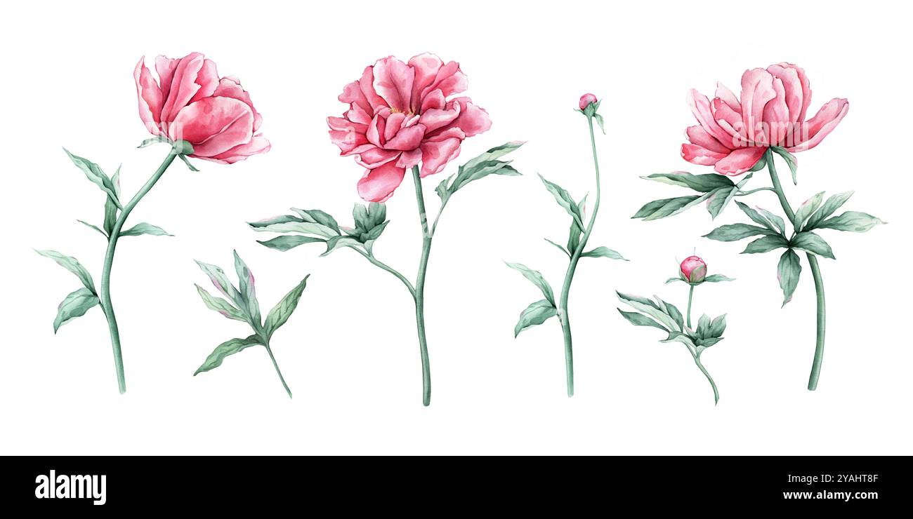 Watercolor set of delicate pink peony flowers in full bloom. Hand drawn ...