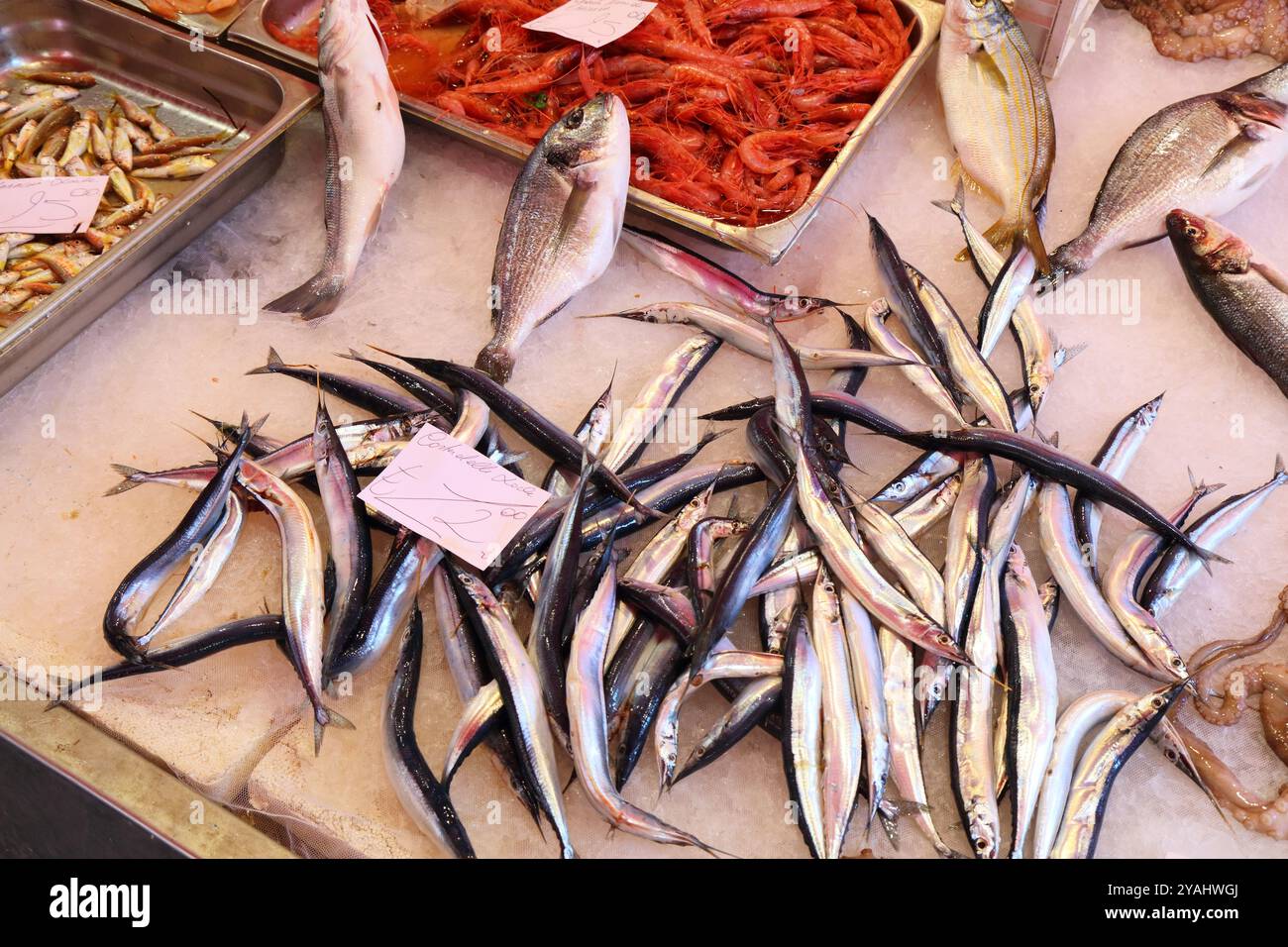 Atlantic saury hi-res stock photography and images - Alamy