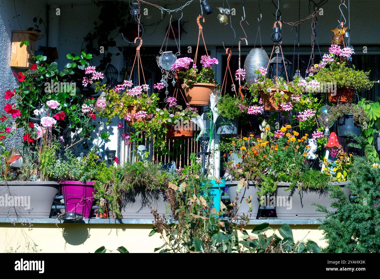 Flowering Plants growing. Hanging Baskets Pots Flowerpots, Balcony Small Garden Berlin Germany Stock Photo