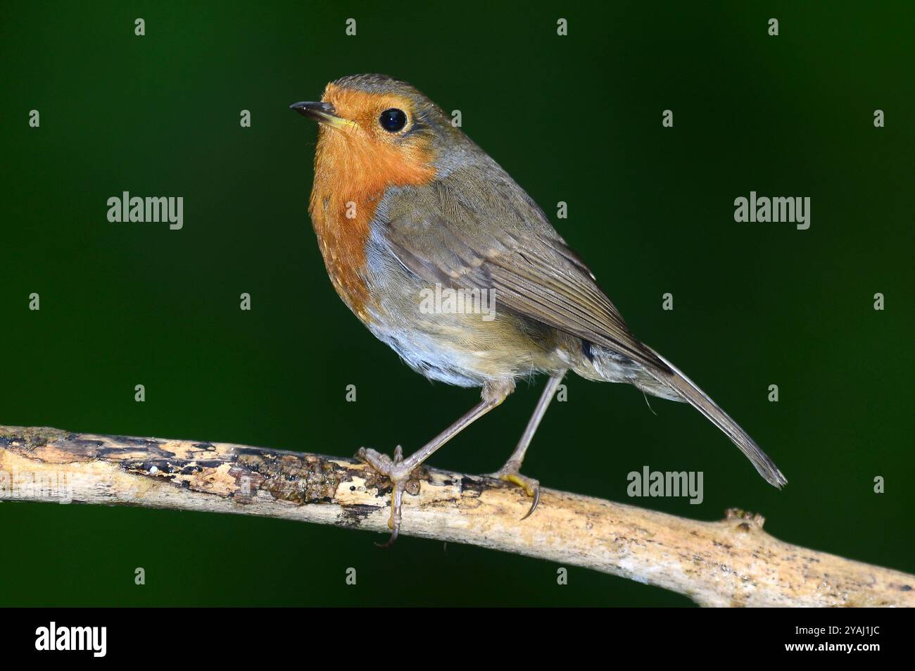 Asa Robi Portrait robin hi-res stock photography and images - Alamy