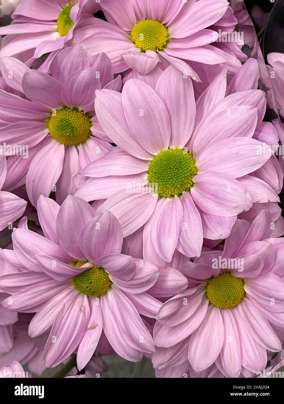 Mauve Daisy flowers - Smartphone Captured Stock Image