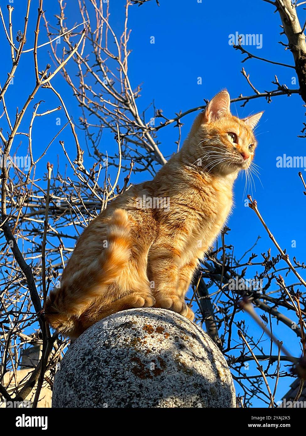 Orange tabby cat sitting on a stone ball. - Smartphone Captured Stock Image