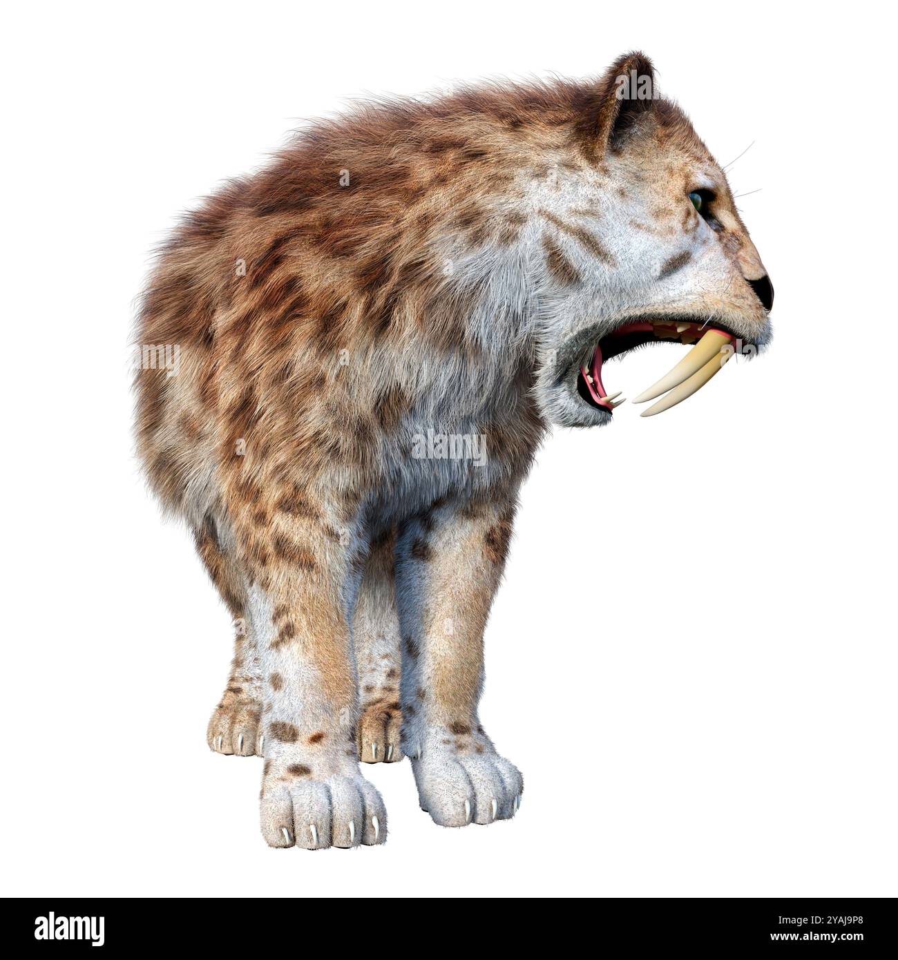 3D rendering of a saber toothed tiger isolated on white background ...