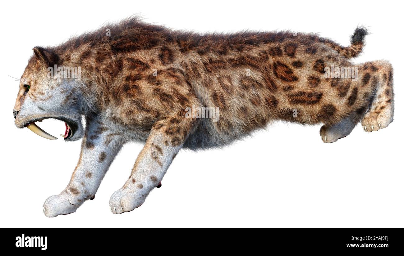 3D rendering of a saber toothed tiger isolated on white background ...