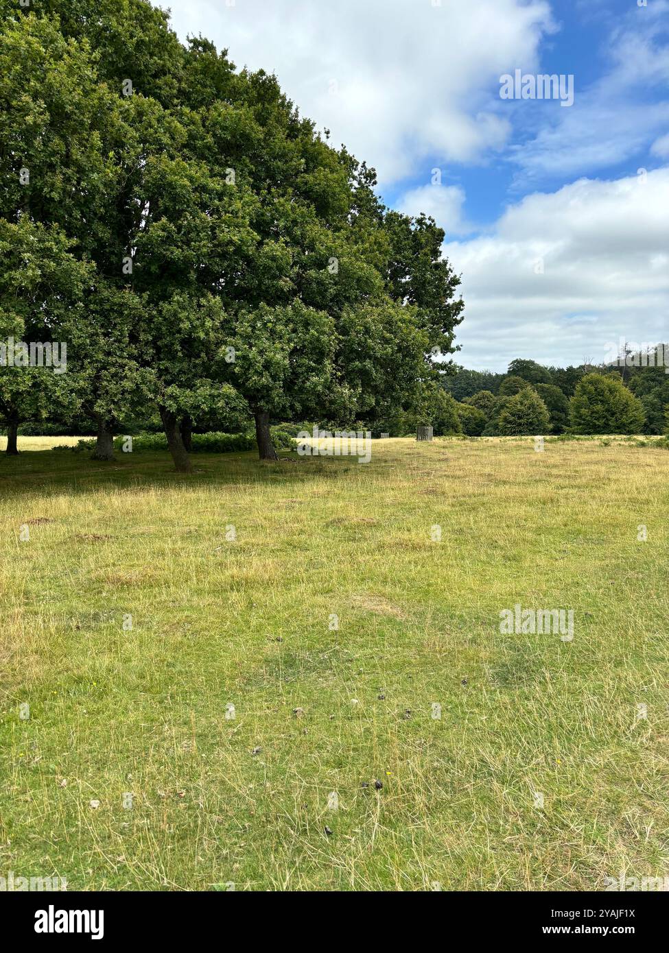Knole park in Kent - Smartphone Captured Stock Image