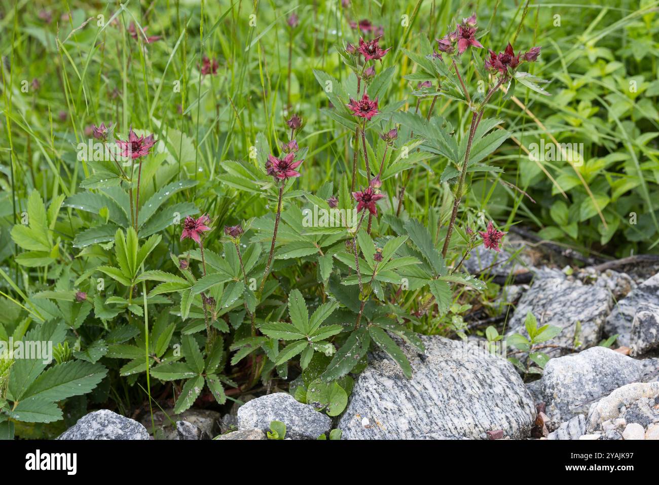 SumpfBlutauge, Sumpfblutauge, Blutauge, SumpfFingerkraut, Potentilla