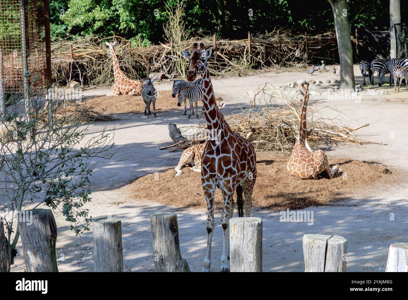 Giraffe zoo in copenhagen hi-res stock photography and images - Alamy