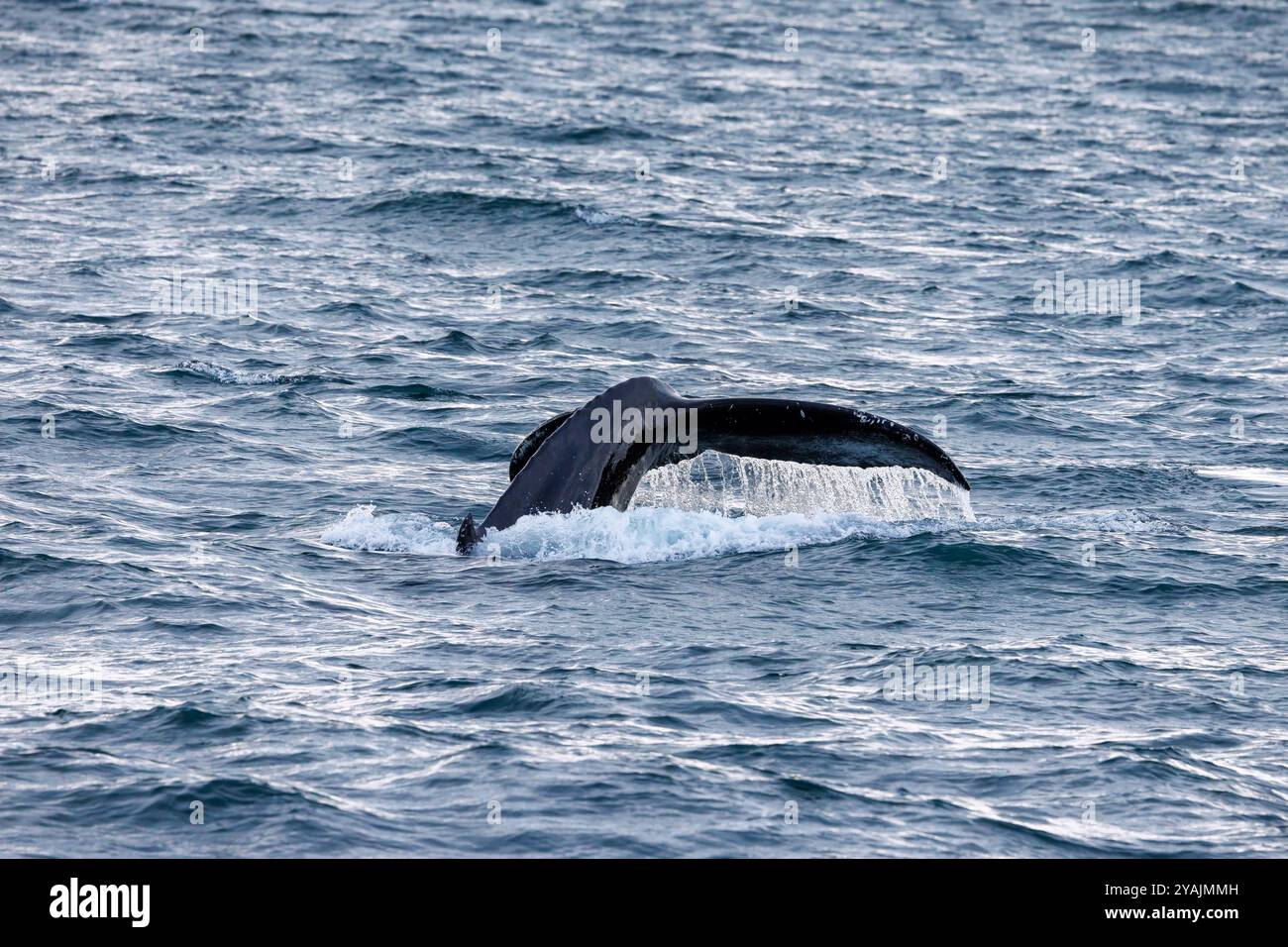 Megaptera The fluke of a humpback whale, Megaptera novaeangliae, about to dive ...
