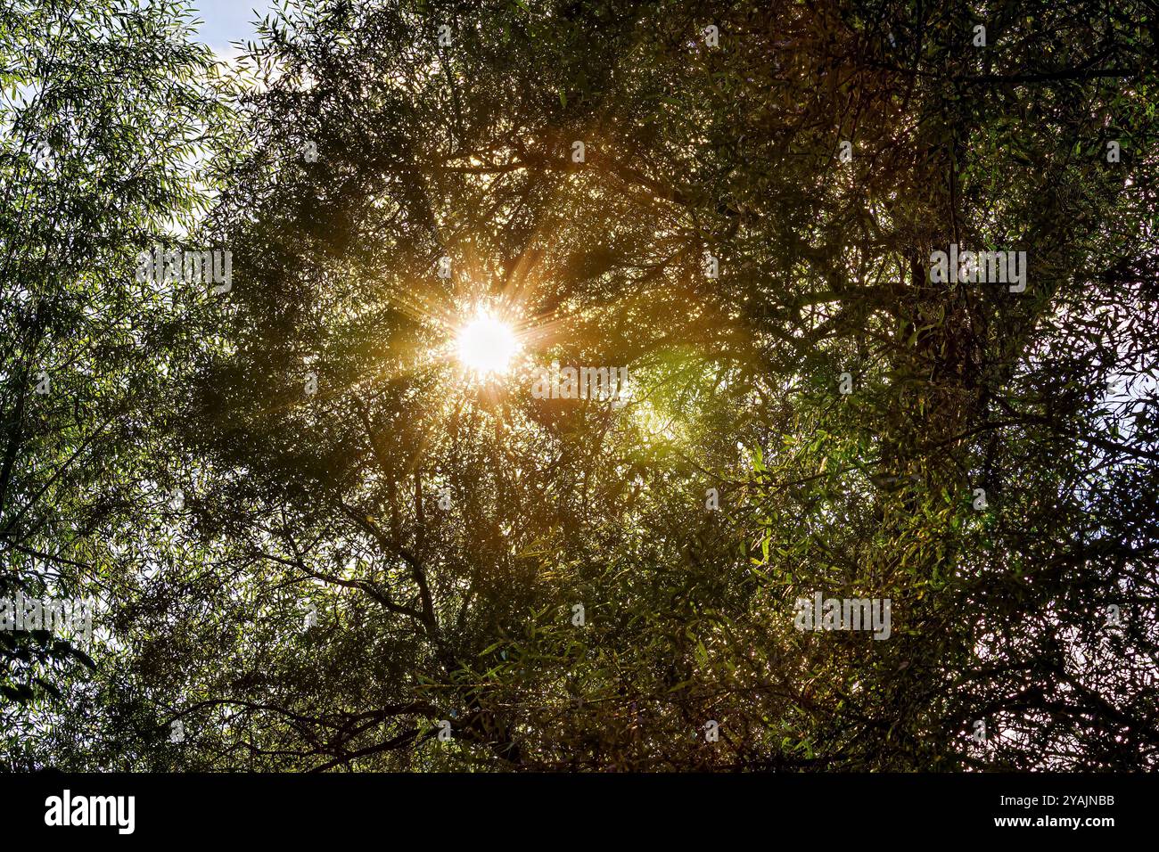 The sun shines through hi-res stock photography and images - Alamy