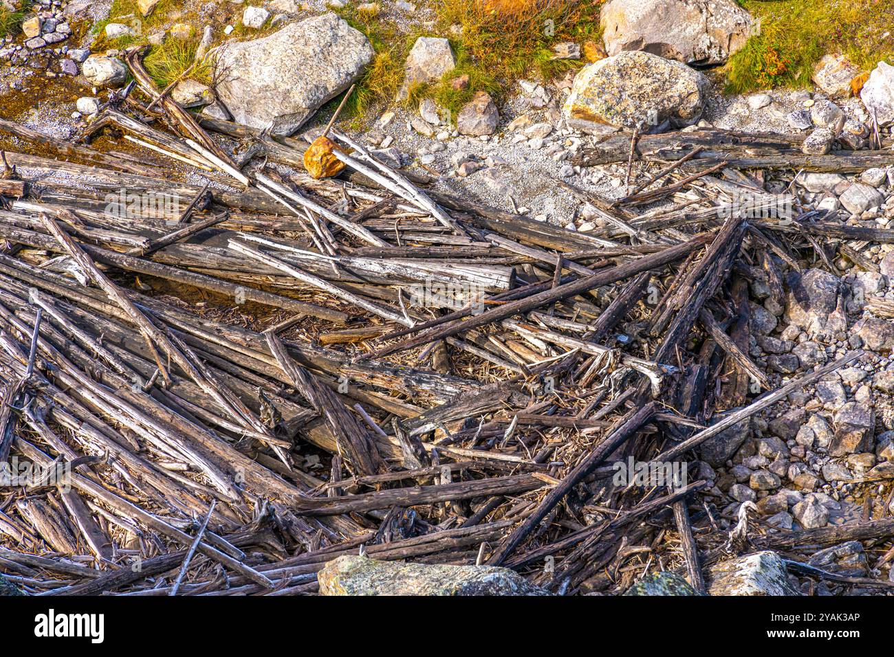 Tree trunks and branches washed ashore after a storm Stock Photo