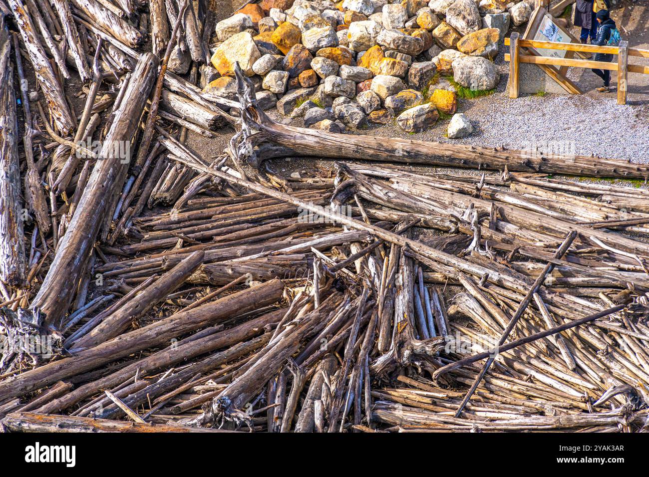 Tree trunks and branches washed ashore after a storm Stock Photo