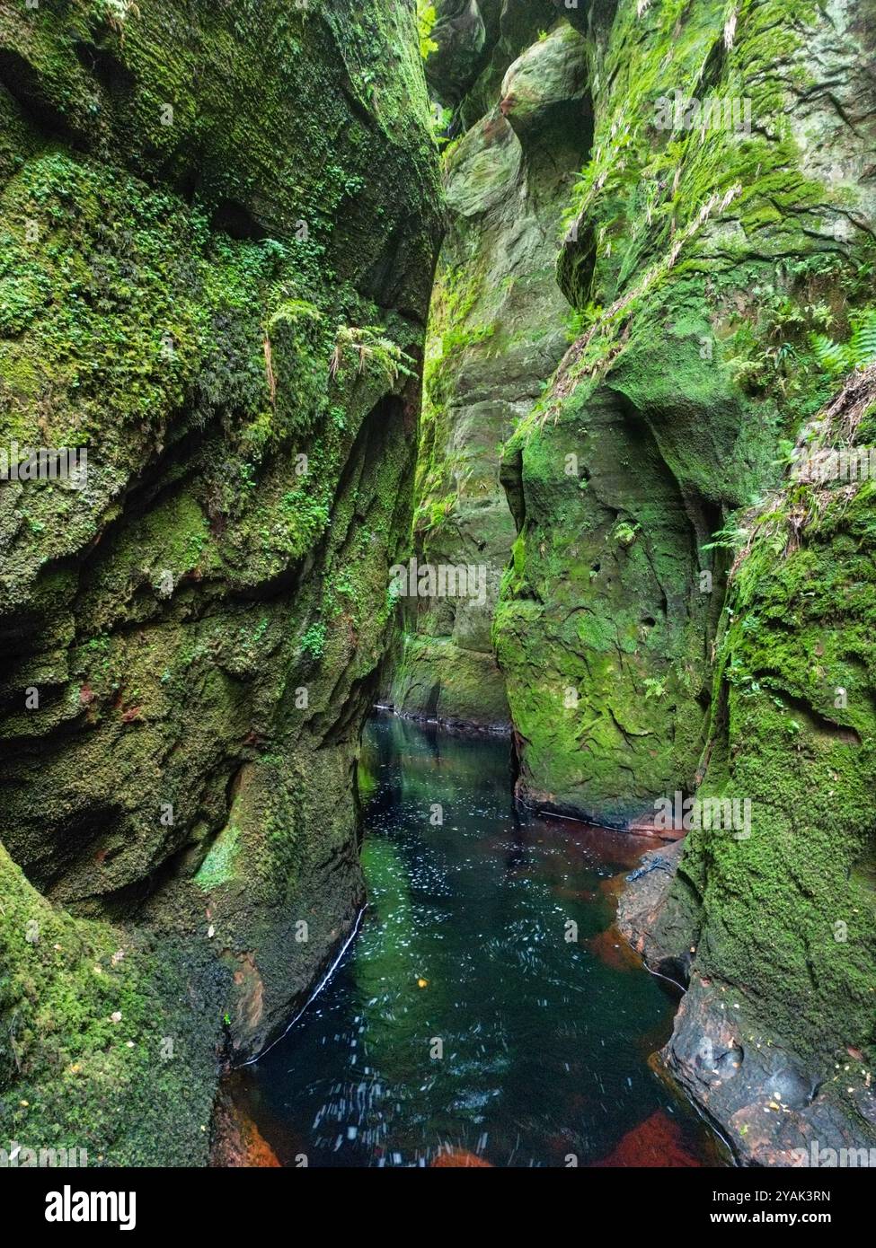 Devil tree hi-res stock photography and images - Page 10 - Alamy